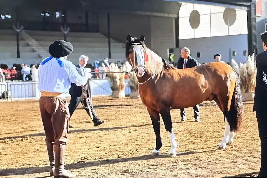 caballos en venta - Cuánto cuesta un caballo en 2024